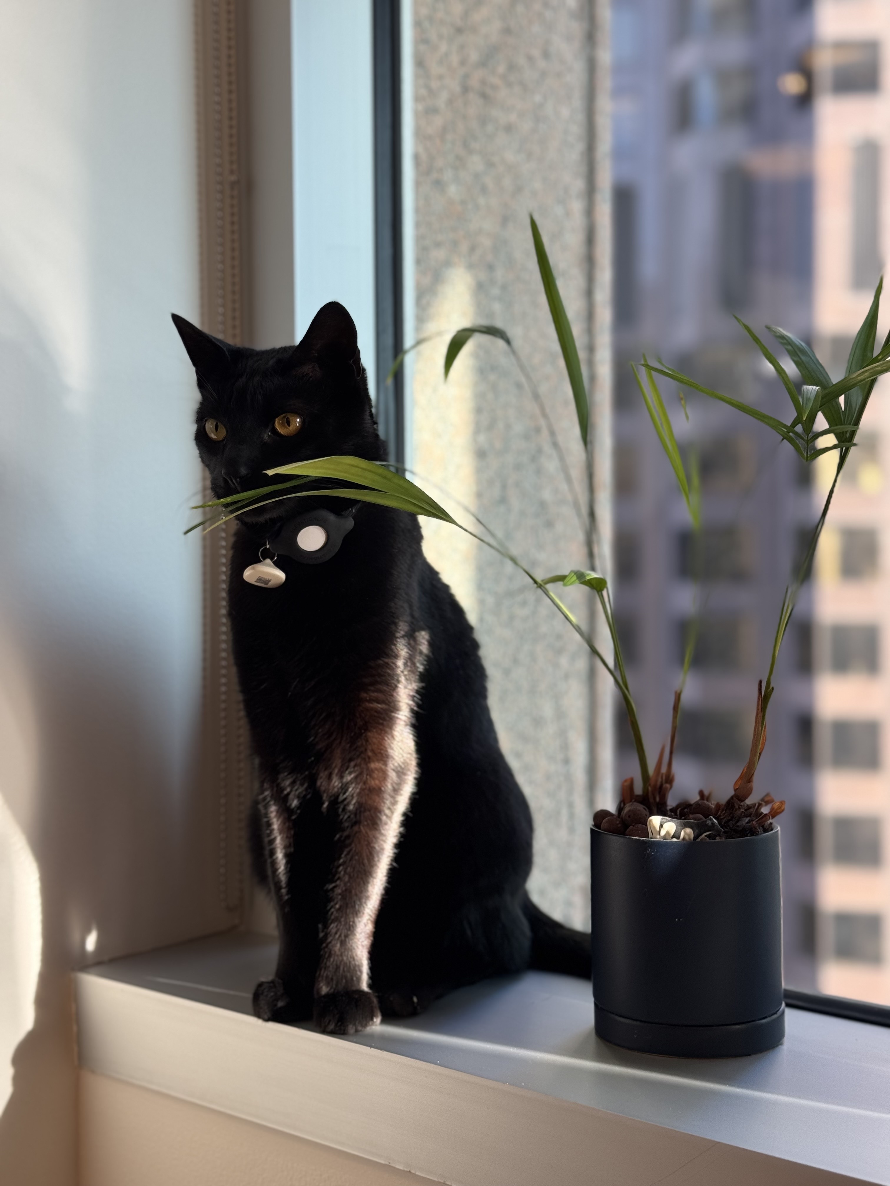 Coco the cat